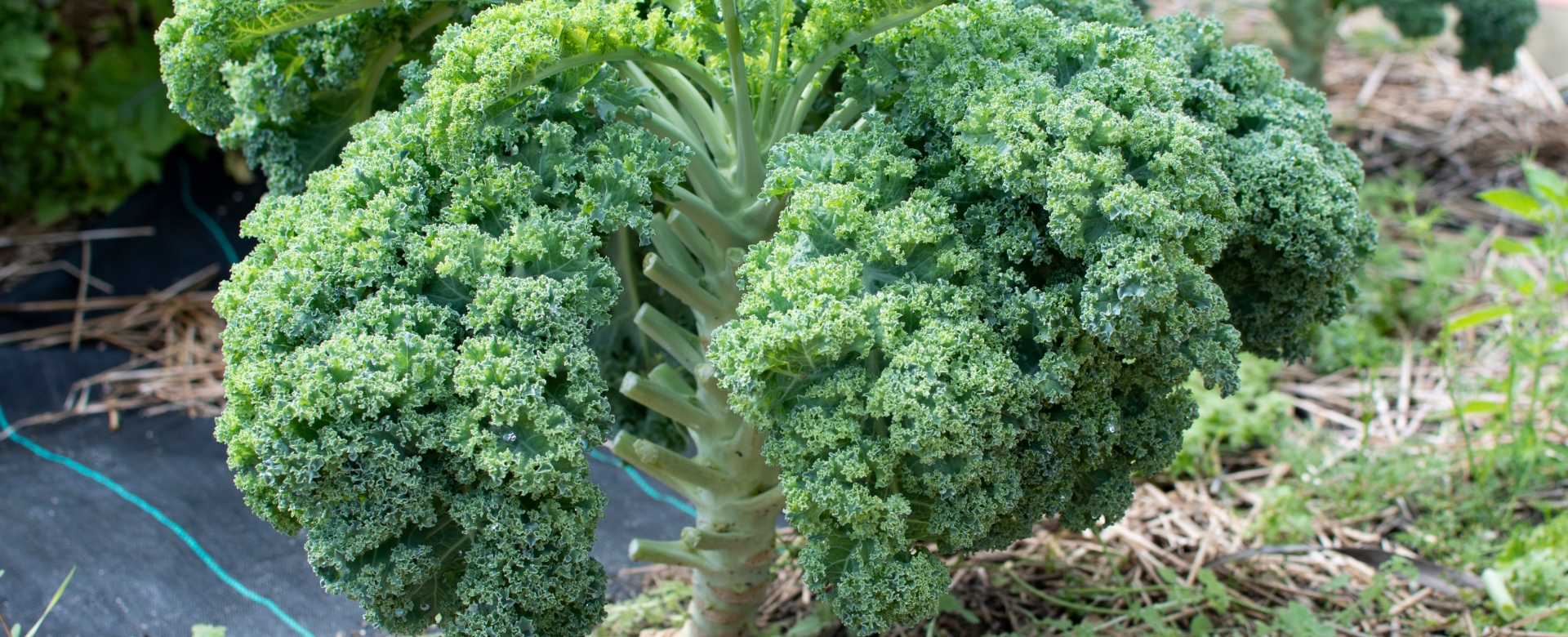 kale companion plants