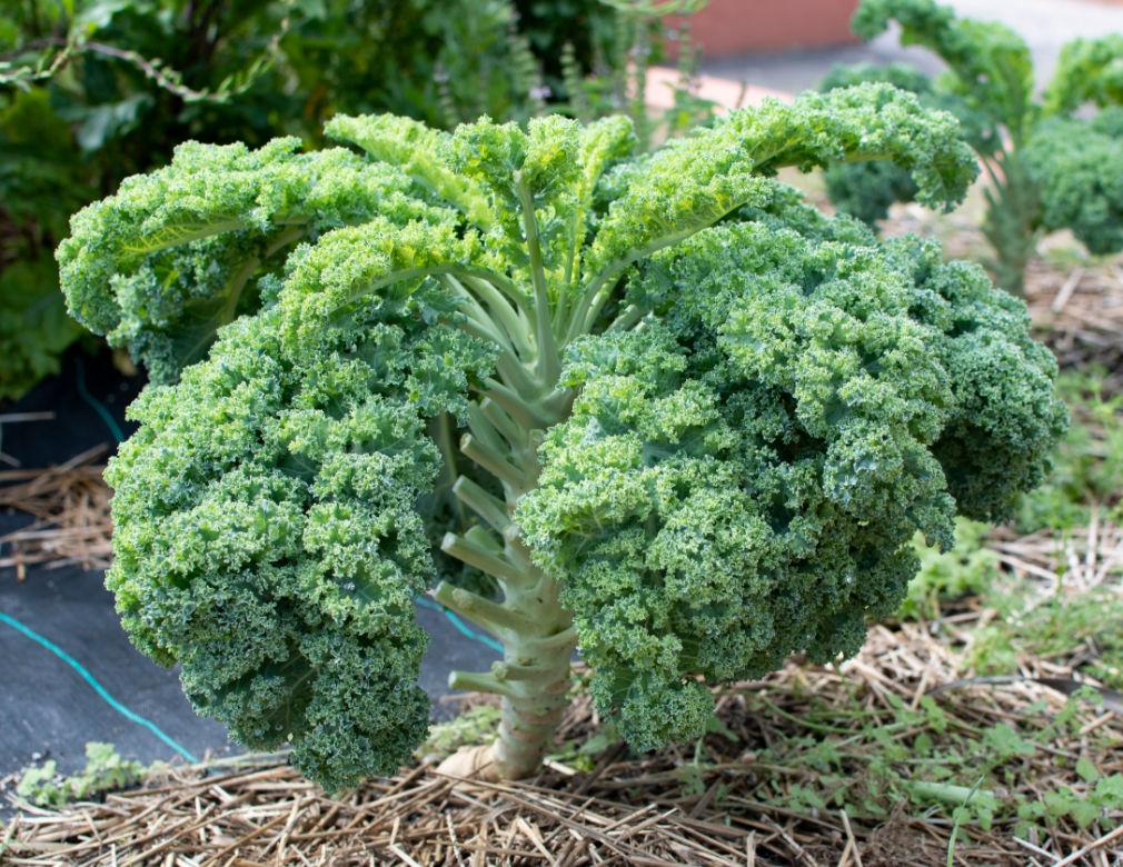 Unleash Kale’s Potential: 7 Best Kale Companion Plants (and 5 Plants to AVOID)