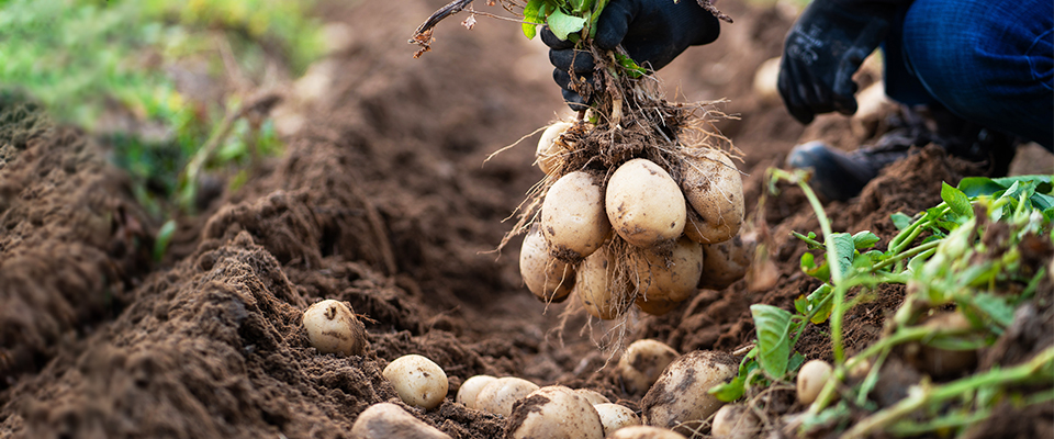 How-to-Harvest-and-Preserve-Potatoes-Correctly