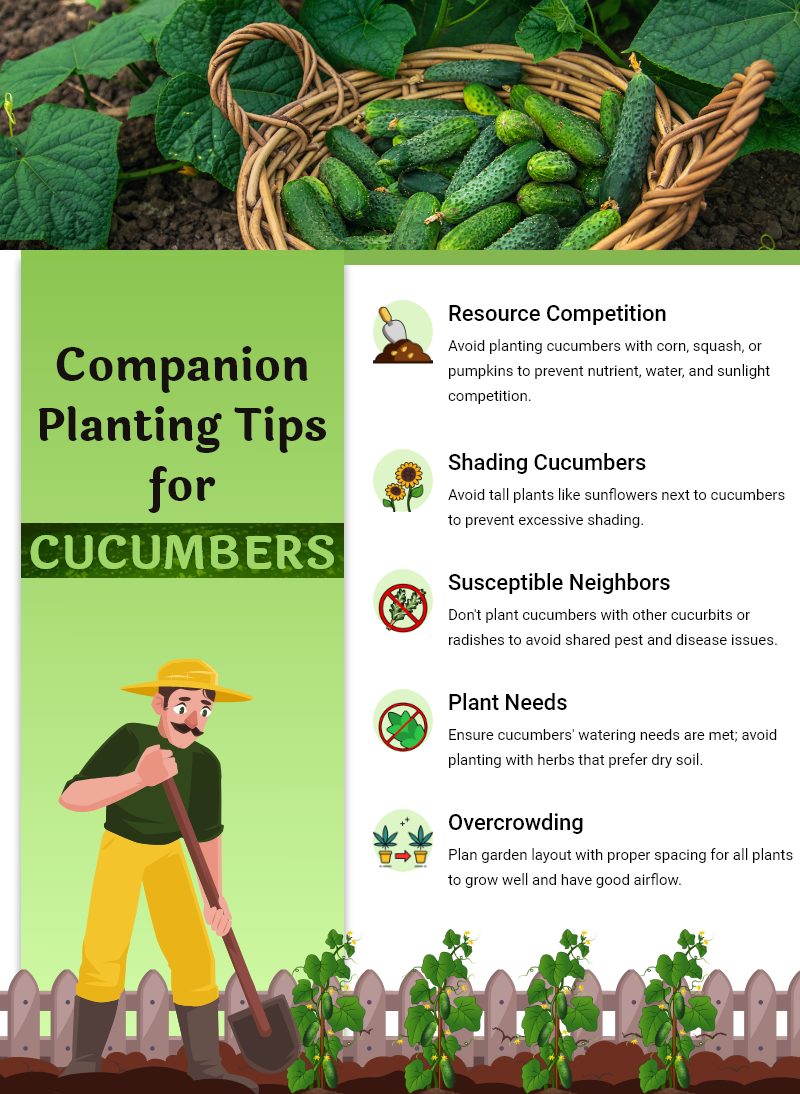 Companion Planting Tips for Cucumbers