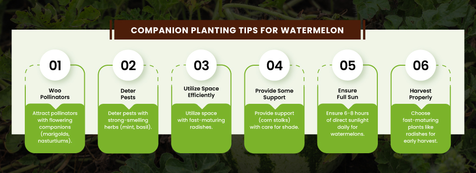 Companion-Planting-Tips-for-Watermelon