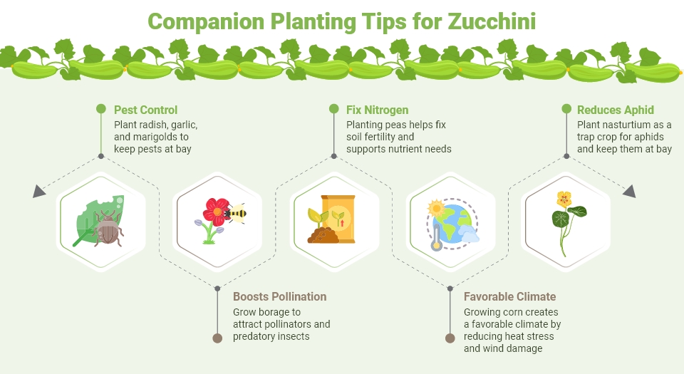 Companion Planting Tips for Zucchini