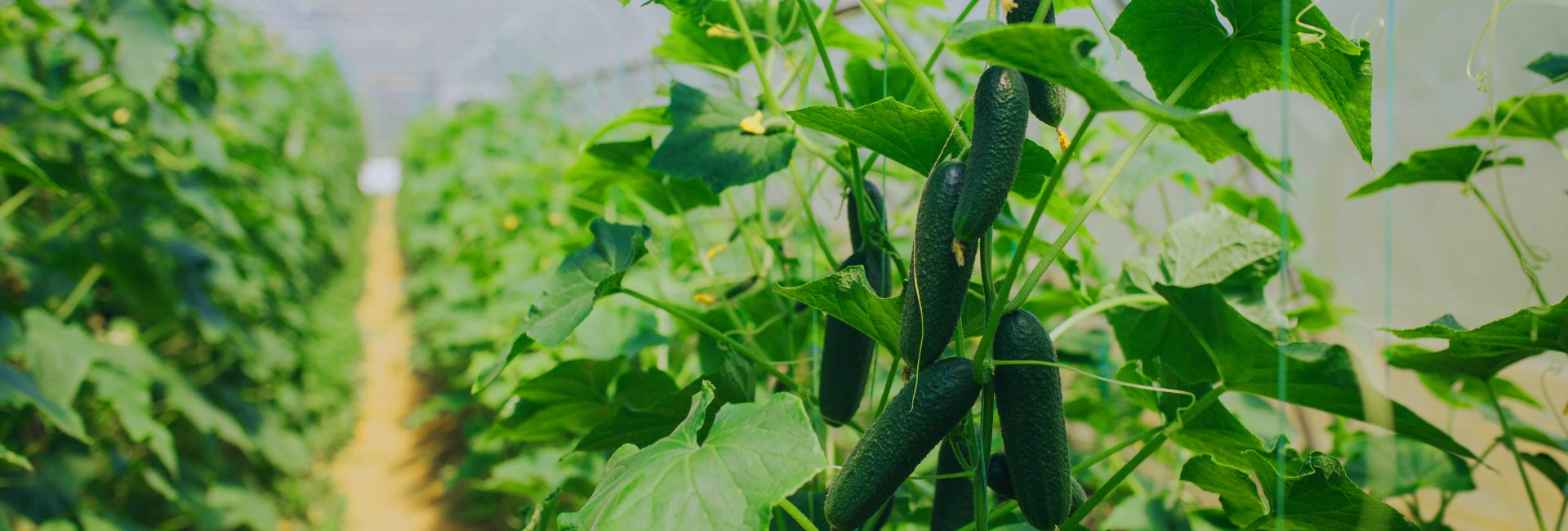 cucumber companion plants