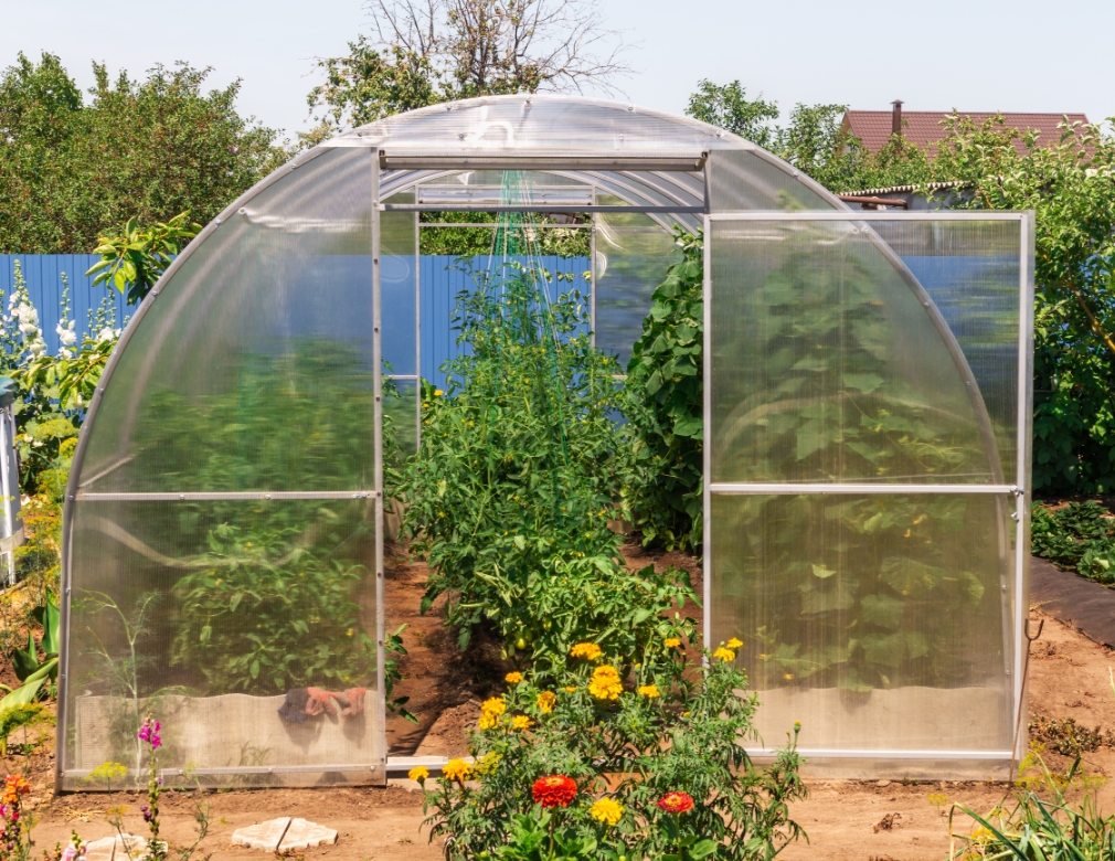 Greenhouse Gardening 101: How to Get Started and What to Expect