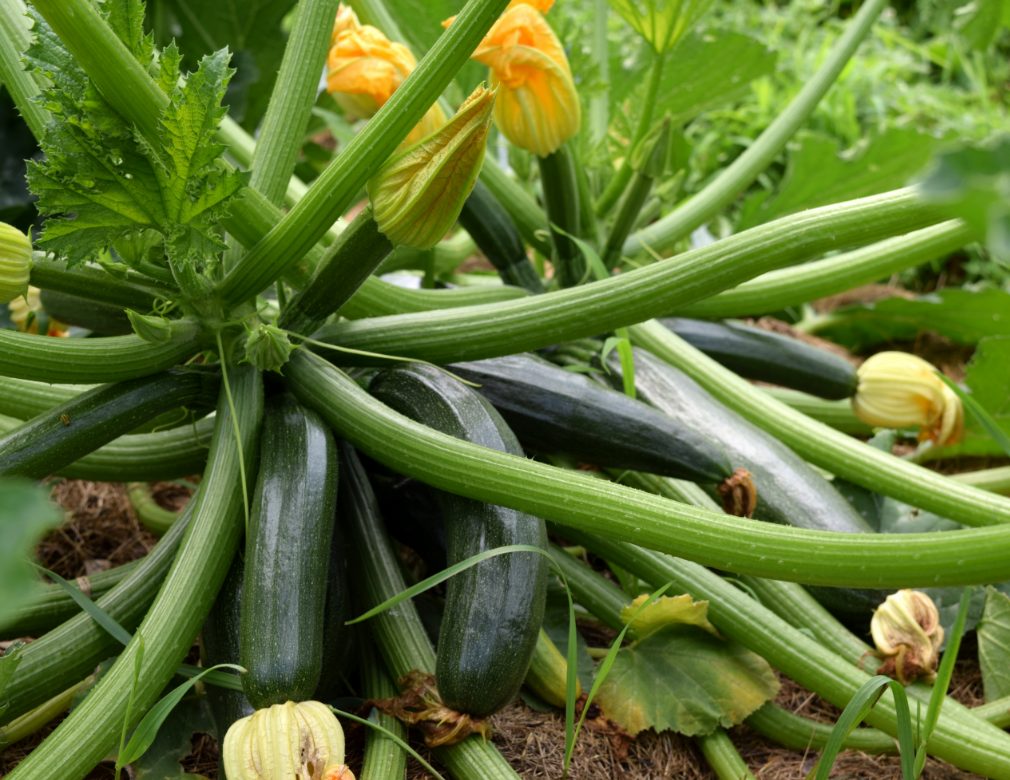 Top Zucchini Companion Plants: What to Plant for More Summer Squash!
