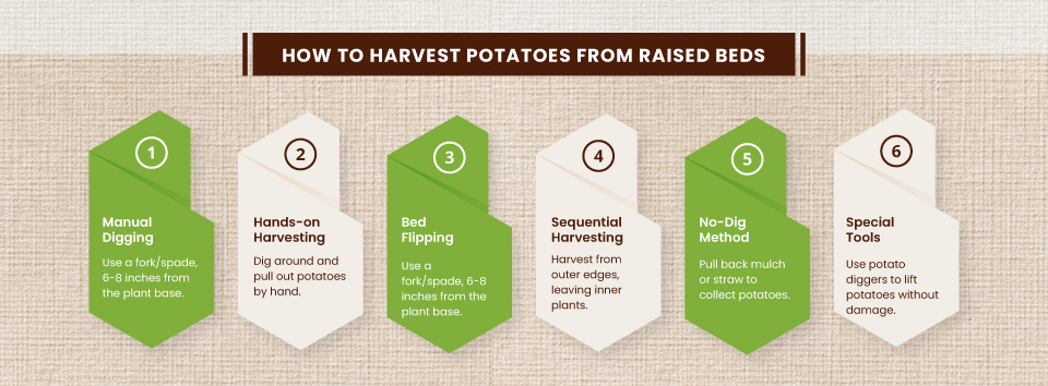 How-to-Harvest-Potatoes-from-Raised-Beds