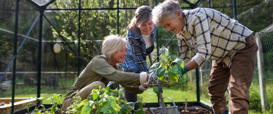 cost of greenhouse gardening