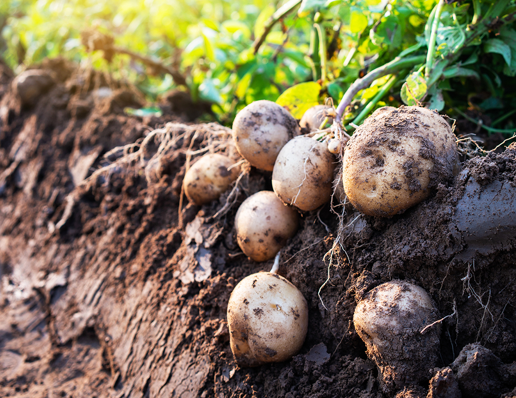 A Complete Guide to Growing Potatoes in Raised Beds