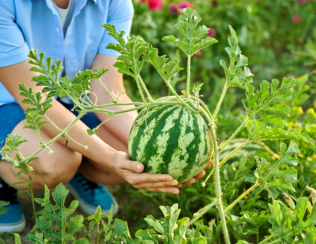 7 Best Watermelon Companion Plants (And 5 to Stay Away From)