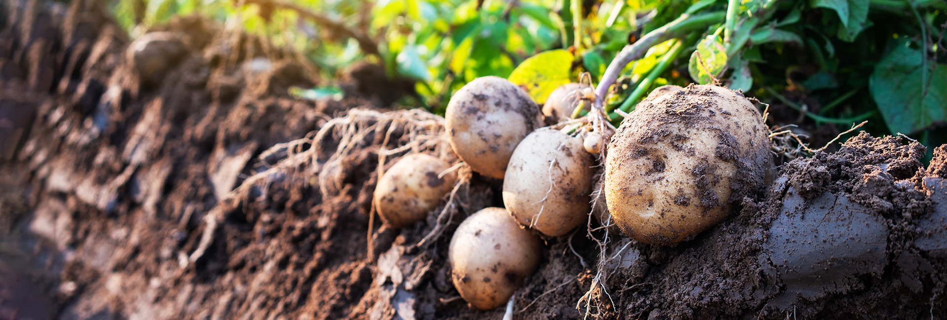 A-Complete-Guide-for-Growing-Potatoes-in-Raised-Beds