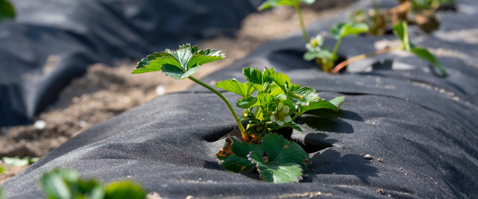 back to eden gardening method