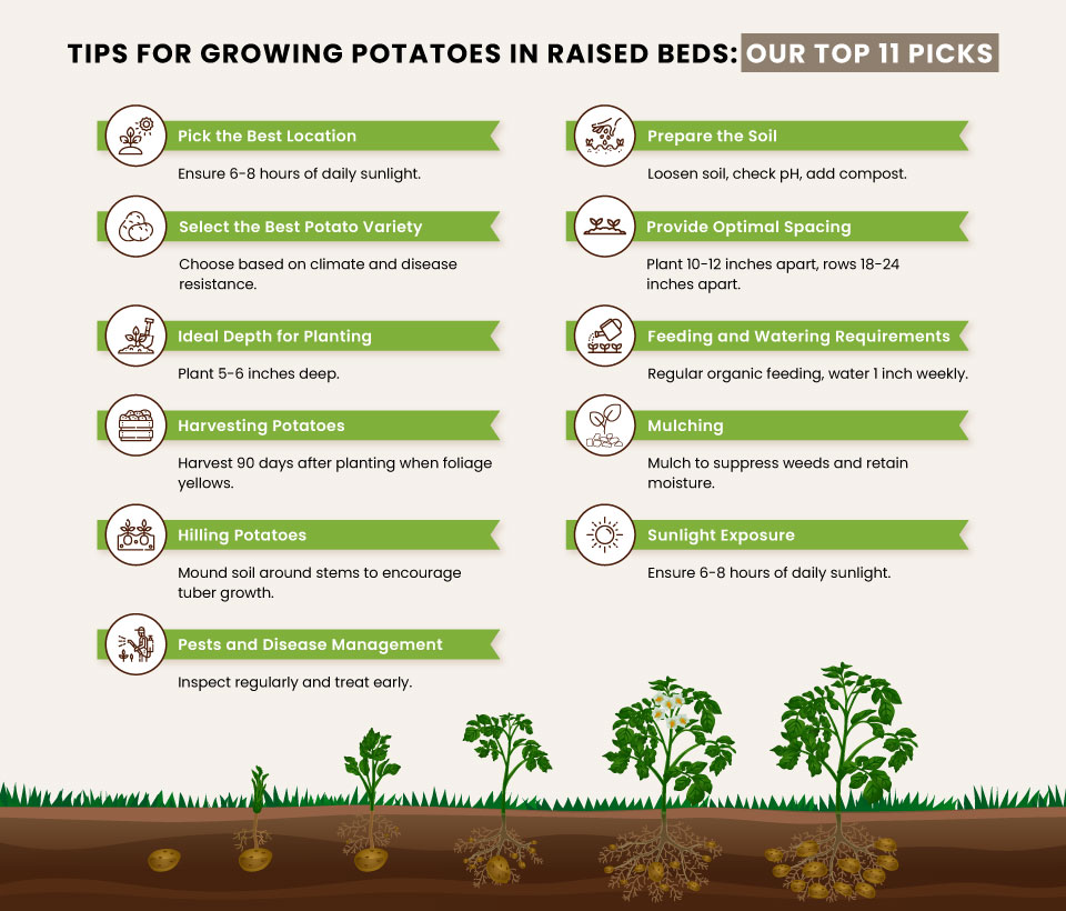 Tips-for-Growing-Potatoes-in-Raised-Beds-Our-Top-11-Picks