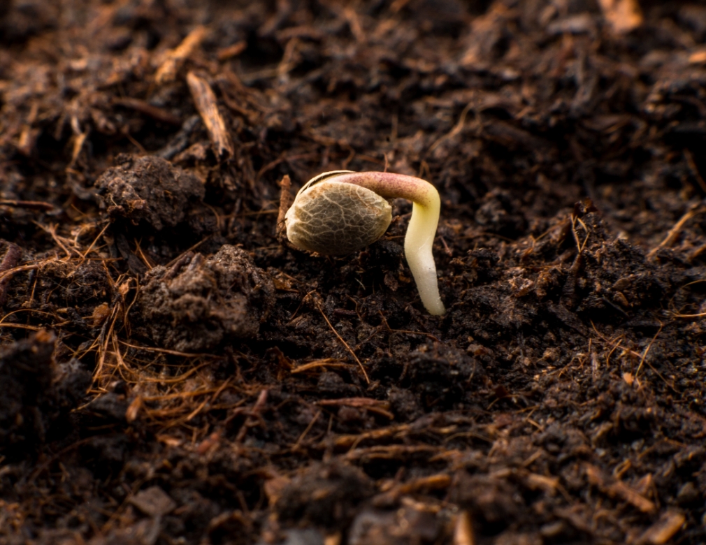 Why Aren’t Your Cannabis Seeds Sprouting? 7 Possible Reasons
