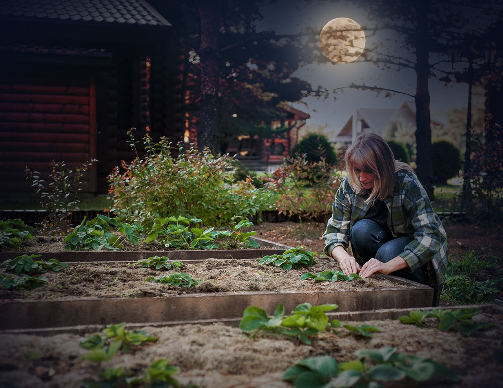 Planting by the Moon: A Guide to Moon Phase Gardening & Its Effectiveness