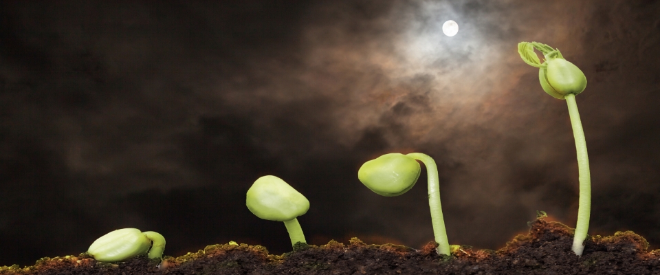 Planting by the Moon